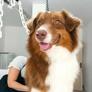 Chien heureux après toilettage